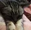 眠り姫のプロフィール画像