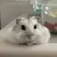あのプロフィール画像