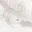 miuのプロフィール画像