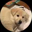 ペコちゃんのプロフィール画像