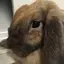 ななえもんのプロフィール画像