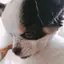 こてつのプロフィール画像