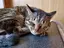 風猫のプロフィール画像