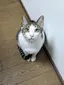 おことのプロフィール画像