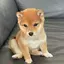 なのプロフィール画像