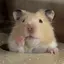 もりのプロフィール画像