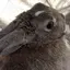 Hanaのプロフィール画像