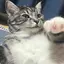 🐈⸒⸒⸒⸒のプロフィール画像