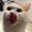 seiseibbgのプロフィール画像