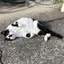 るーのプロフィール画像