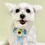 いぬのプロフィール画像