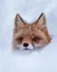 Taiのプロフィール画像