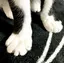 ACOのプロフィール画像