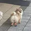 さあやのプロフィール画像
