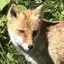 ぽち。のプロフィール画像