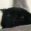 ねこのにくきゅうのプロフィール画像