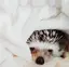 NaNaのプロフィール画像