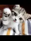 ぴっぴのプロフィール画像