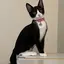 ハチワレの猫のプロフィール画像