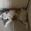 舞のプロフィール画像