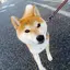 krnのプロフィール画像