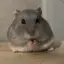 ちゃまのプロフィール画像