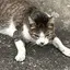 うにゃにゃのプロフィール画像