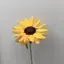 有菜のプロフィール画像