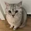 スウのプロフィール画像
