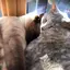 リカのプロフィール画像