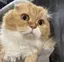 yoニコのプロフィール画像
