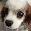 poissonのプロフィール画像