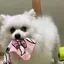 りんごのプロフィール画像
