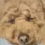 愛のプロフィール画像