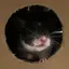 ごまだれのプロフィール画像