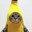 はなのプロフィール画像