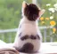 cat77のプロフィール画像