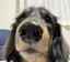 さくらのプロフィール画像