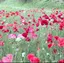 ふぃのプロフィール画像