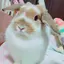 COCOのプロフィール画像