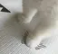 ぽにょのプロフィール画像