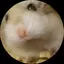 ぷっかのプロフィール画像