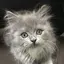 静香のプロフィール画像