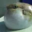 ナヤンのプロフィール画像