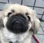 智代のプロフィール画像