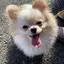 しゅのプロフィール画像