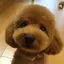 安藤珠子のプロフィール画像