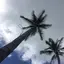 Negro’sのプロフィール画像