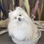 みーうのプロフィール画像