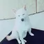 miiのプロフィール画像
